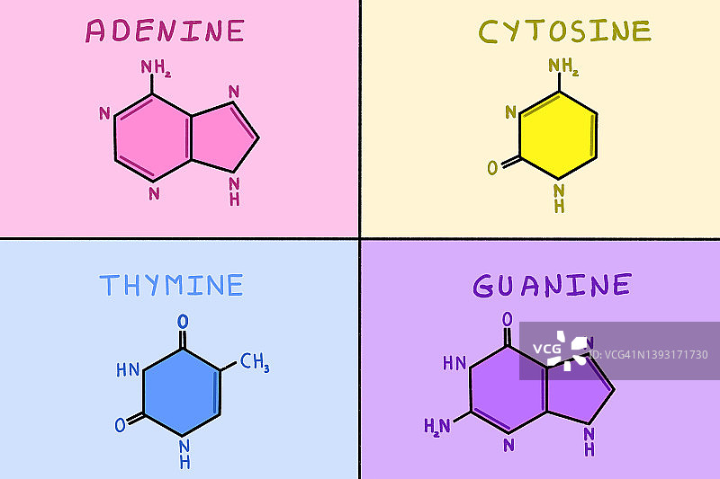 DNA的含氮碱基图片素材