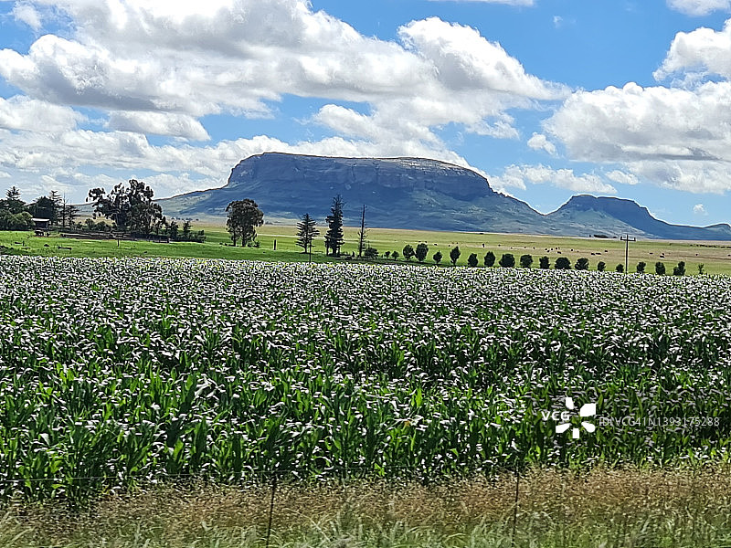 非洲24图片素材