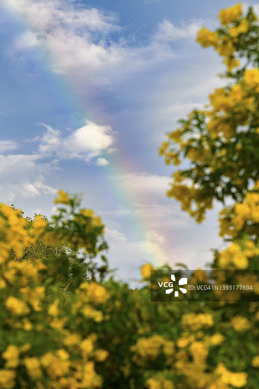 黄色花朵背景上的天空彩虹图片素材