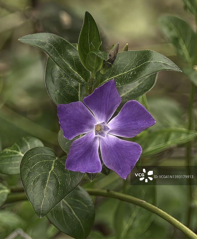 小蔓长春花图片素材