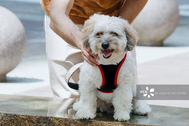 库顿德图莱亚尔散步时休息图片素材