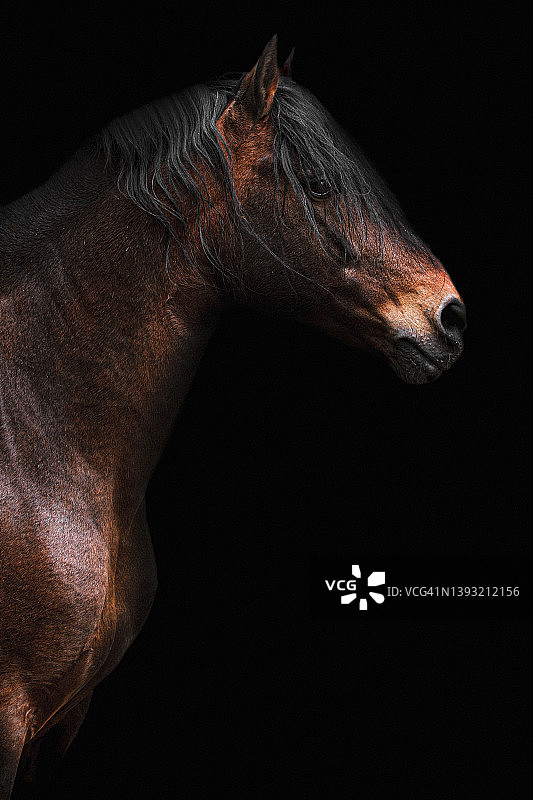 黑色背景上的马肖像图片素材