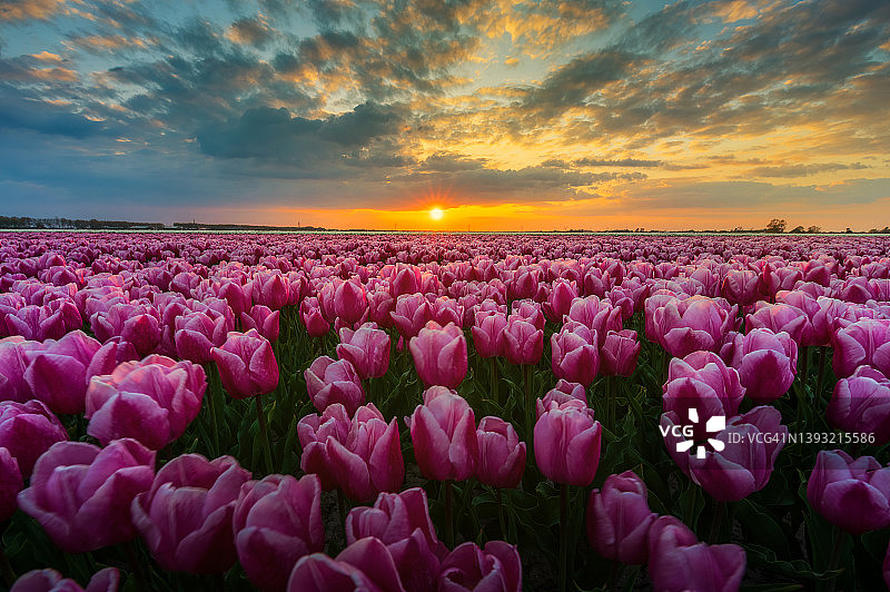 粉色郁金香田上的日落云彩图片素材