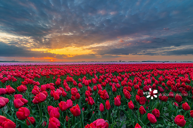 郁金香花田上的日落图片素材