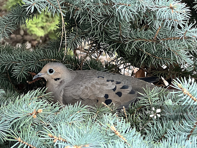 鸟巢中的鸽子图片素材