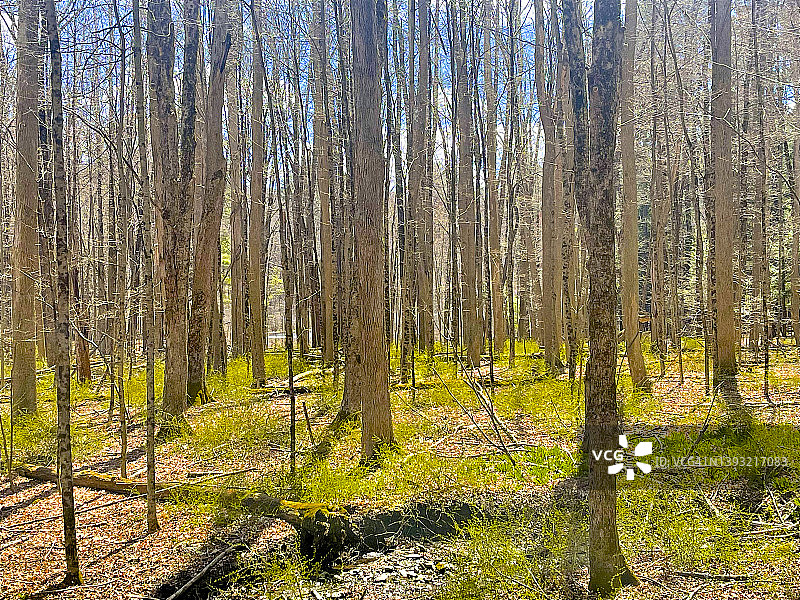 Lenox的落叶树、地面绿色植物和阳光图片素材