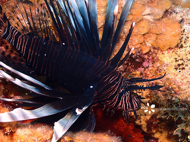 蓑鲉（狮子鱼）礁石图片素材