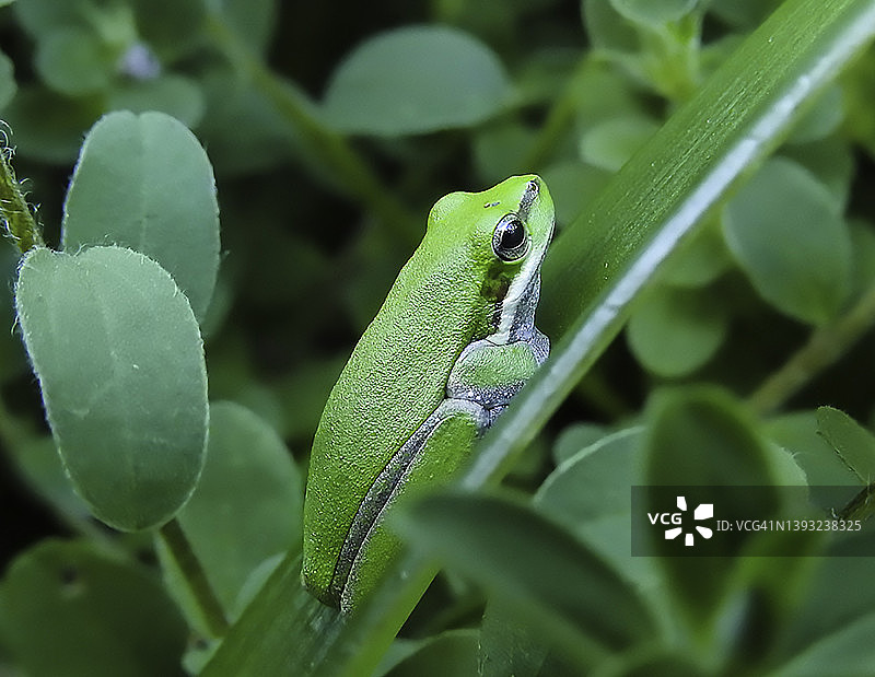 绿色的小青蛙图片素材