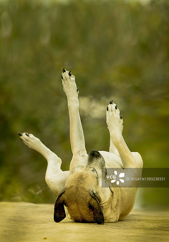 小狗在地上打滚图片素材