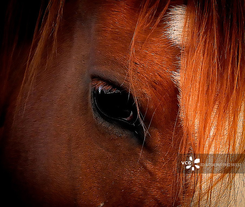 马头和眼睛特写图片素材
