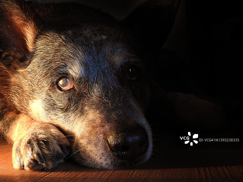 老狗头部特写图片素材