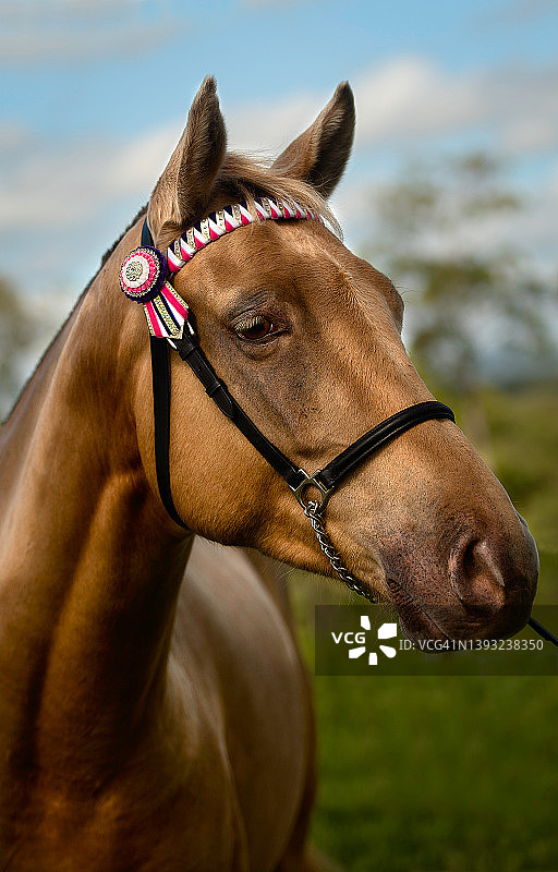 马的头图片素材