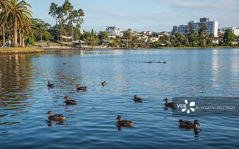 新西兰汉密尔顿罗托鲁瓦湖（或汉密尔顿湖区）风光图片素材