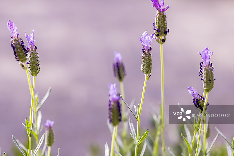 紫色背景下的成簇紫色薰衣草图片素材