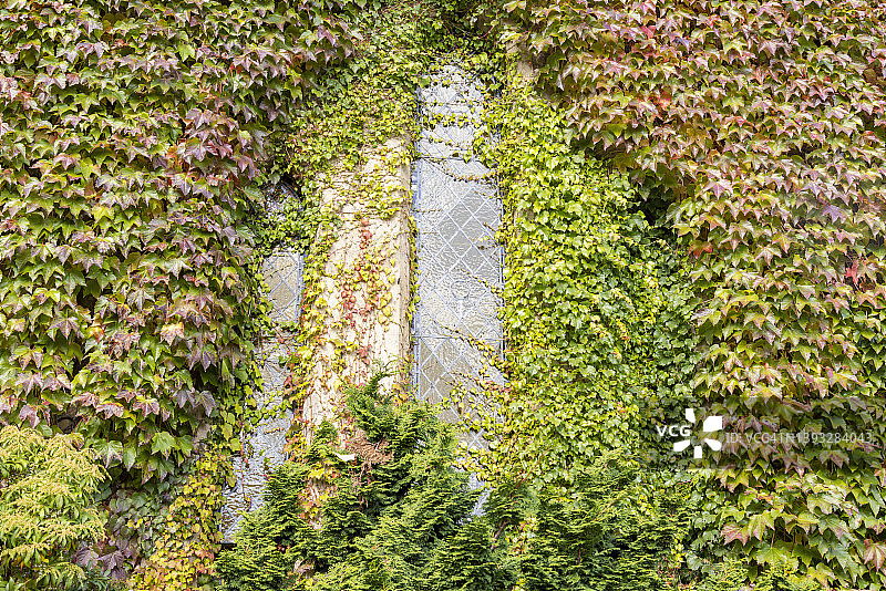 花园秋叶在建筑物的正面呈现出充满活力的红色、黄色和橙色图片素材