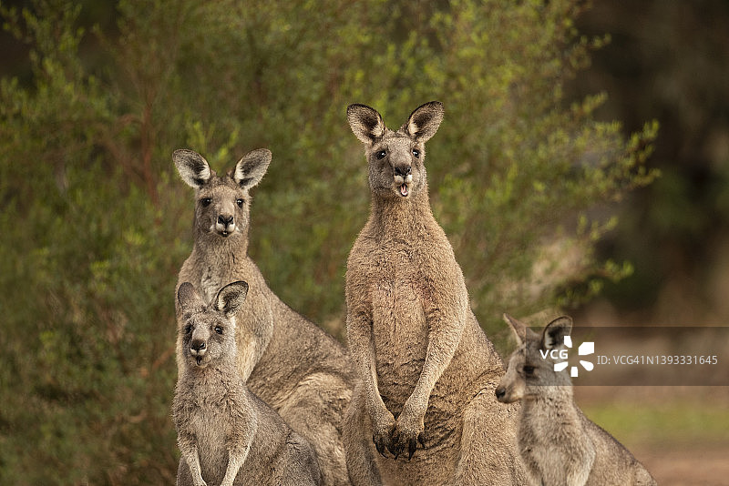 袋鼠一家图片素材