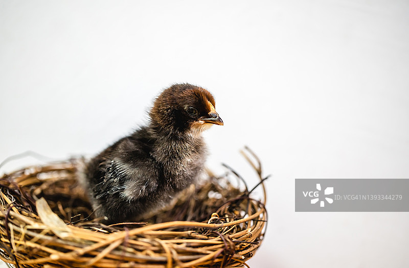 可爱的小鸡图片素材