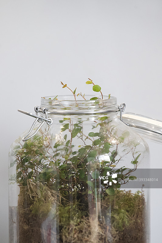 瓶子花园图片素材