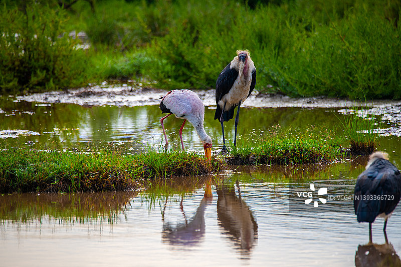 坦桑尼亚恩戈罗恩戈罗马塞克湖营地日出景色图片素材