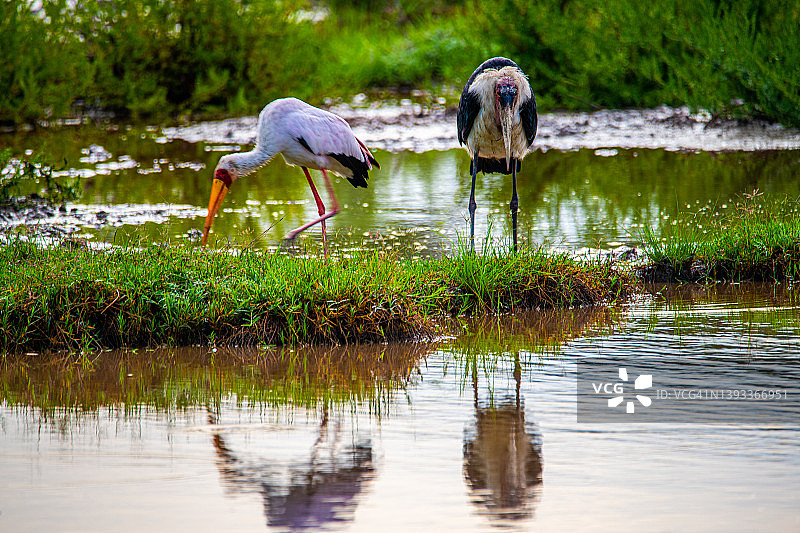 坦桑尼亚恩戈罗恩戈罗马塞克湖营地日出景色图片素材