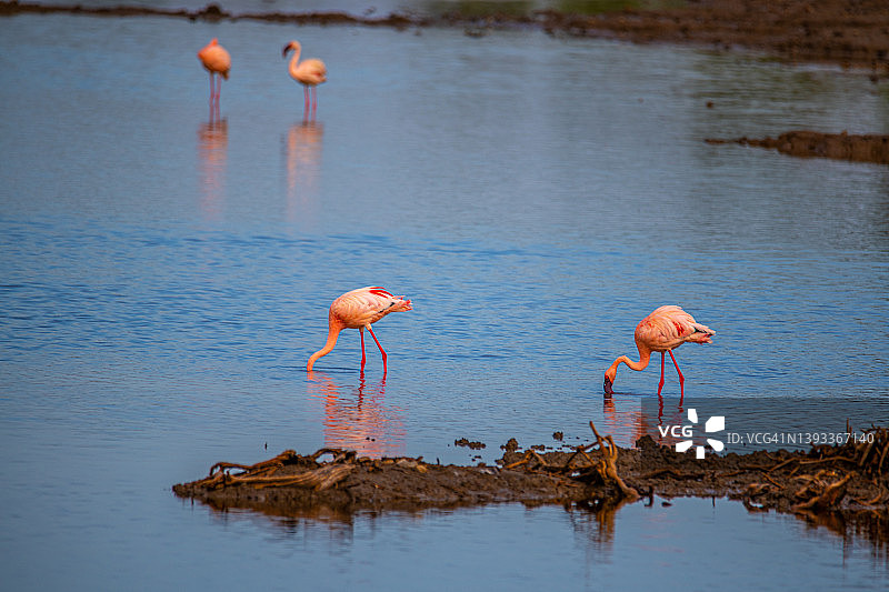 坦桑尼亚恩戈罗恩戈罗马塞克湖的火烈鸟图片素材