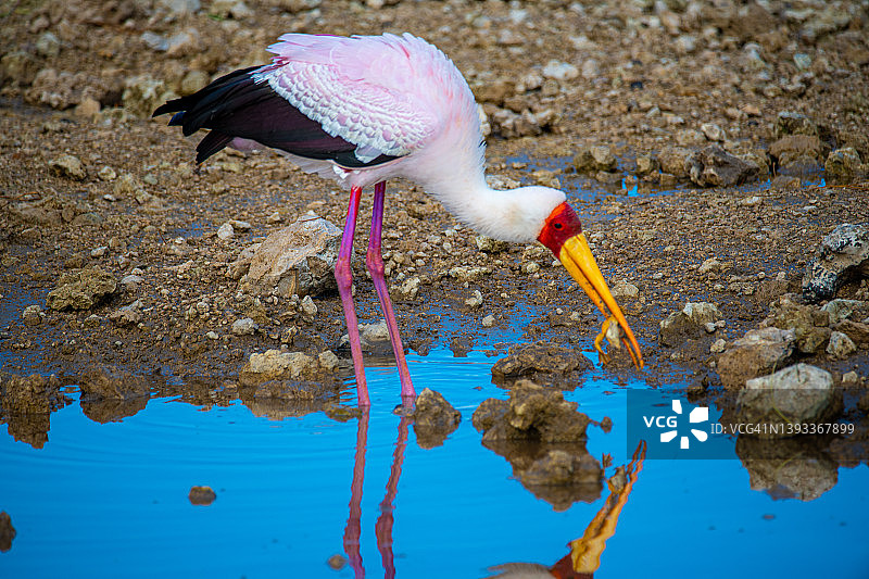 坦桑尼亚恩戈罗恩戈罗马塞克湖营地日出景色图片素材