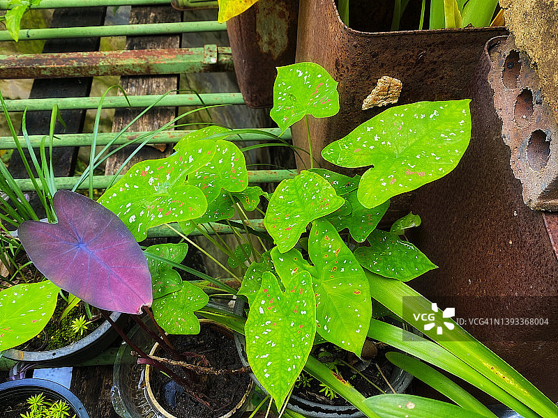 绿色海芋图片素材