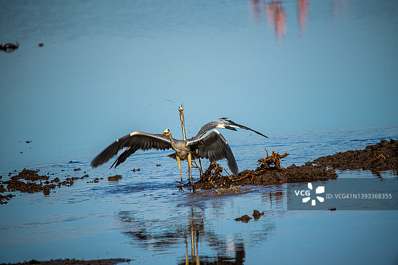 坦桑尼亚恩戈罗恩戈罗马塞克湖的鸟类图片素材