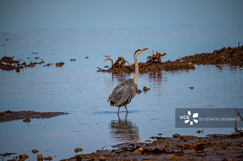 坦桑尼亚恩戈罗恩戈罗马塞克湖的鸟类图片素材