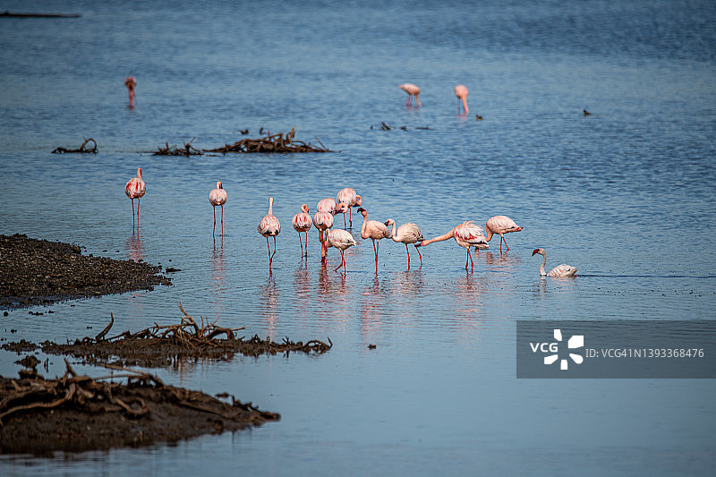 坦桑尼亚恩戈罗恩戈罗马塞克湖的火烈鸟图片素材