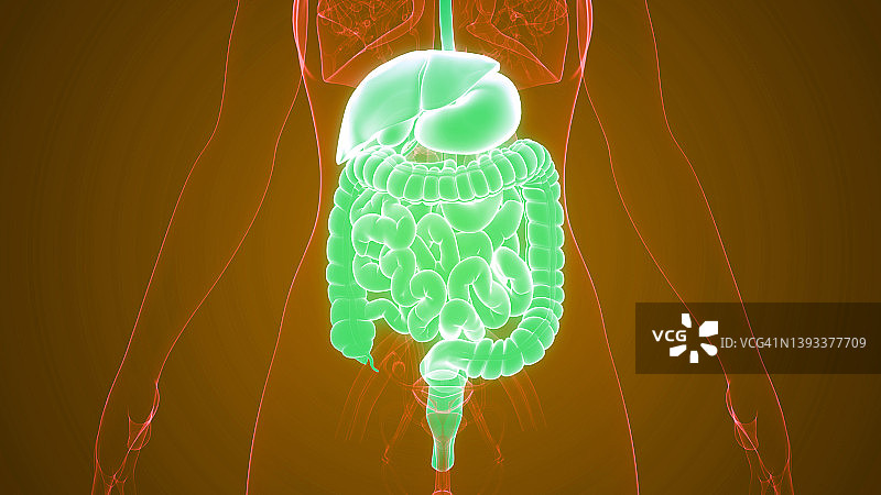 人体消化系统解剖图片素材