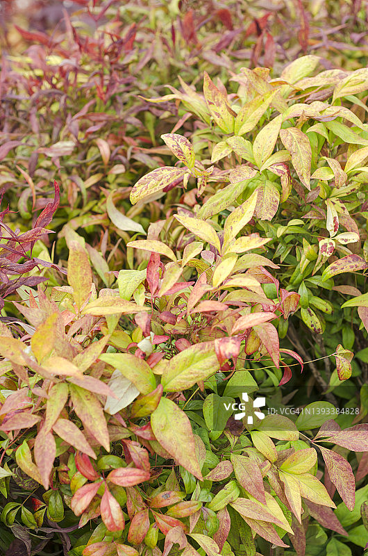 春天里色彩鲜艳的南天竹叶图片素材