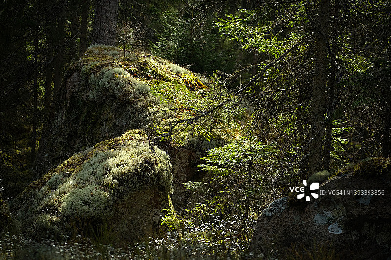 春季原始森林自然环境图片素材