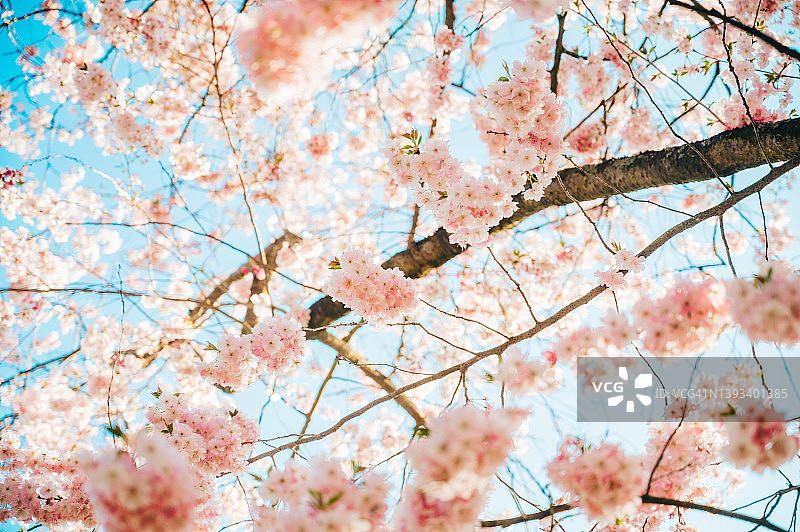 海德堡的樱花图片素材