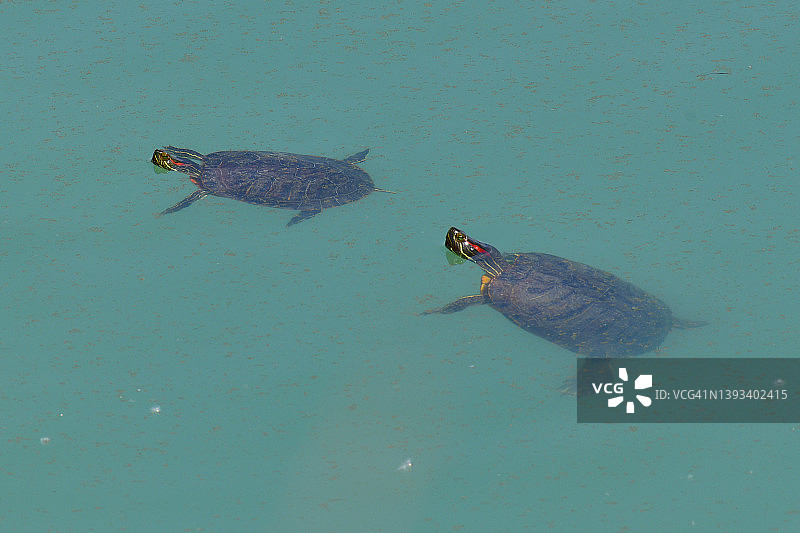 池塘滑鼠图片素材