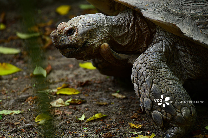 亚达伯拉象龟图片素材