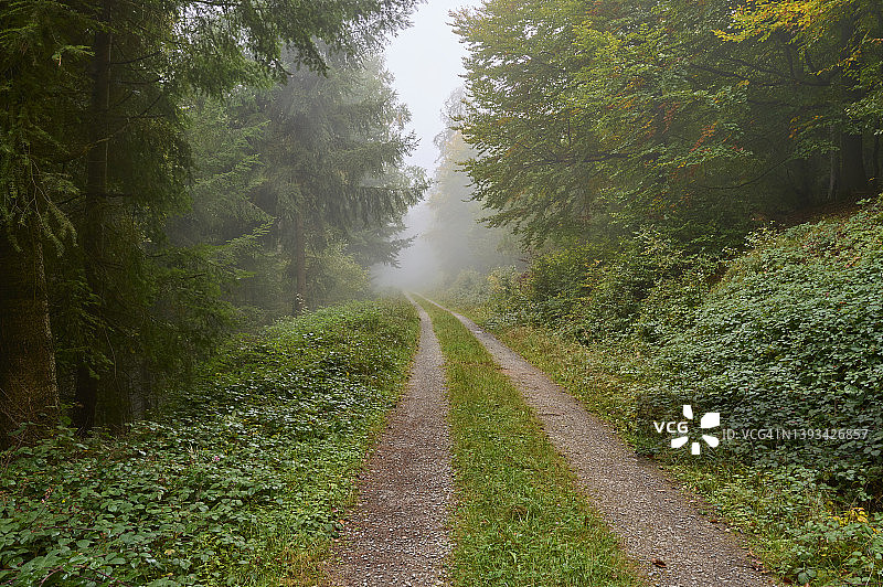雾蒙蒙的早晨，德国巴伐利亚施佩萨特森林中的小路图片素材