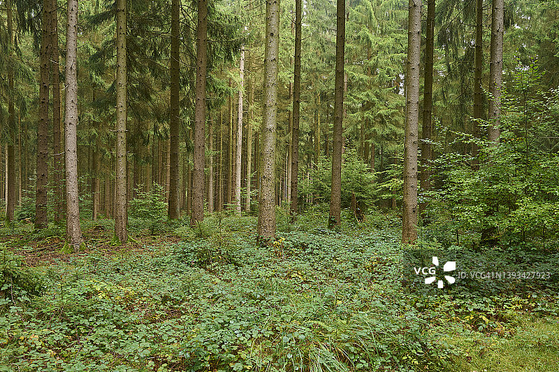 巴伐利亚施佩萨特山区雾天针叶林图片素材