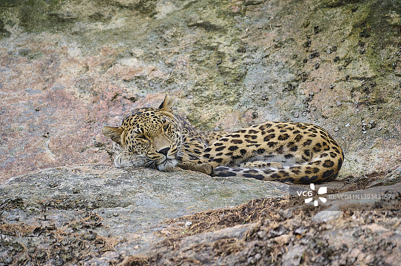 波斯豹，Panthera pardus saxicolor图片素材