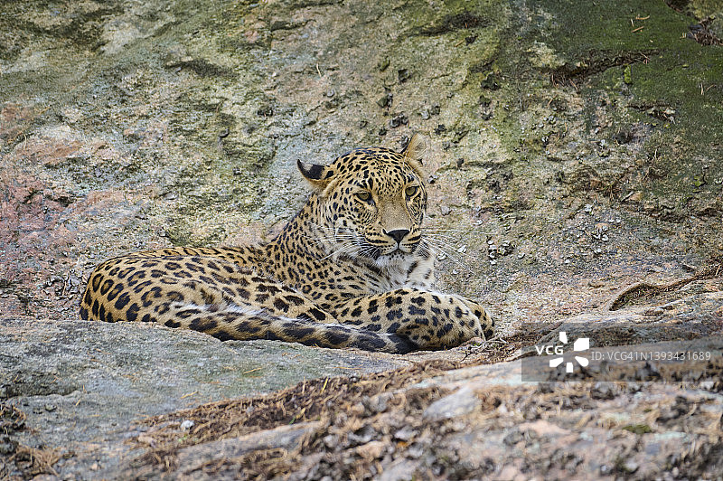 波斯豹，Panthera pardus saxicolor图片素材