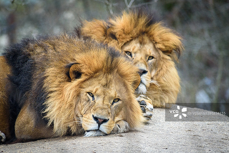 两只雄狮看着镜头图片素材