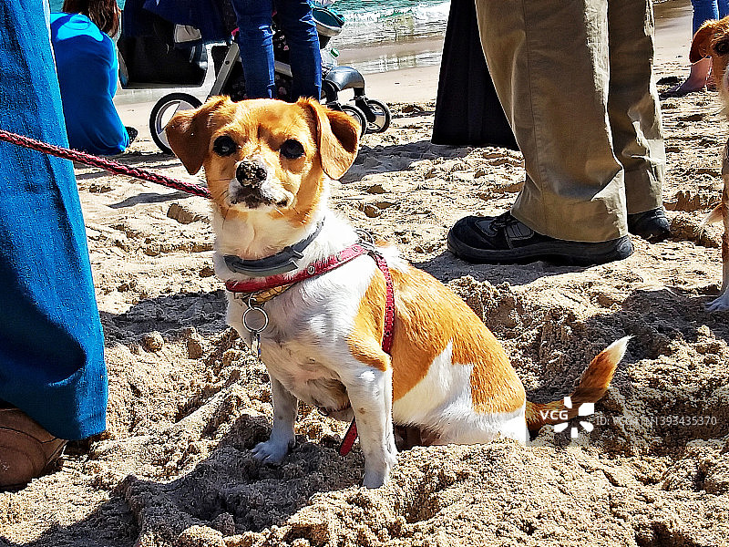 小狗坐在英国滕比主人脚边的沙滩上图片素材