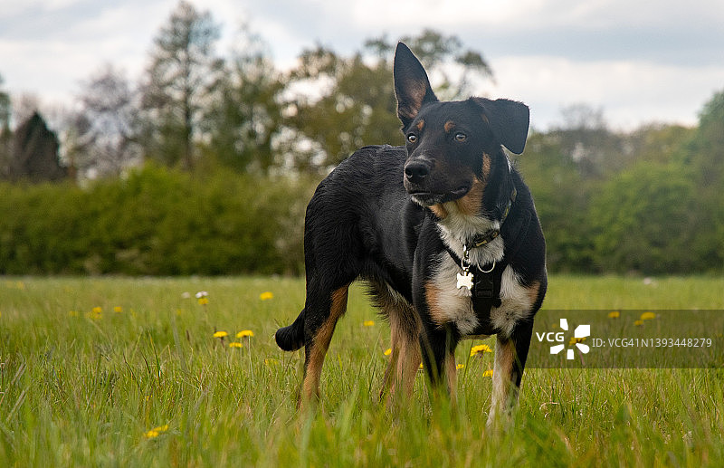 边境牧羊犬幼犬图片素材