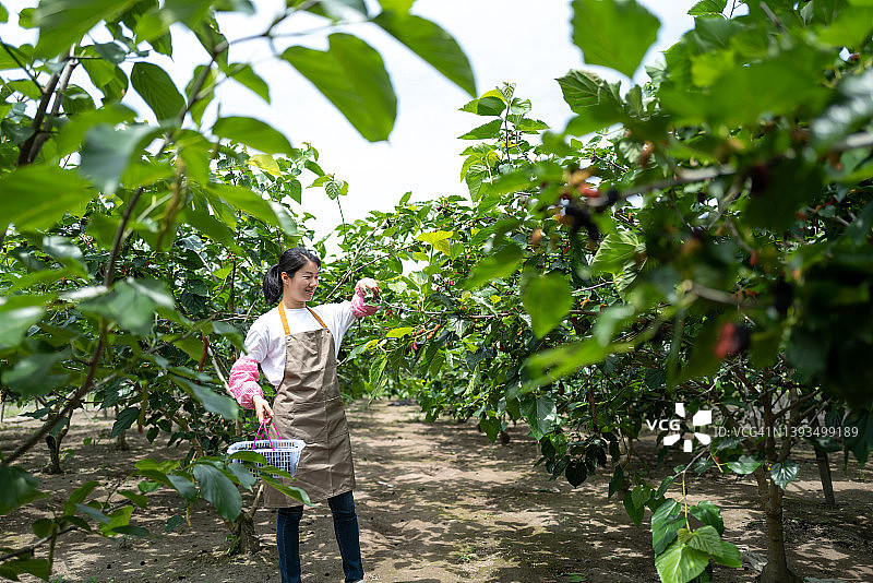 在果园里采摘桑葚的年轻女人图片素材