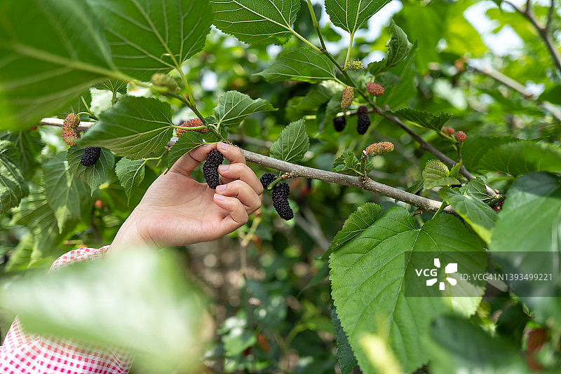 在树上采摘桑葚图片素材