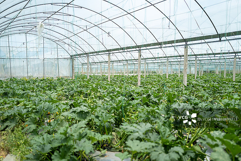 瓜温室农场图片素材