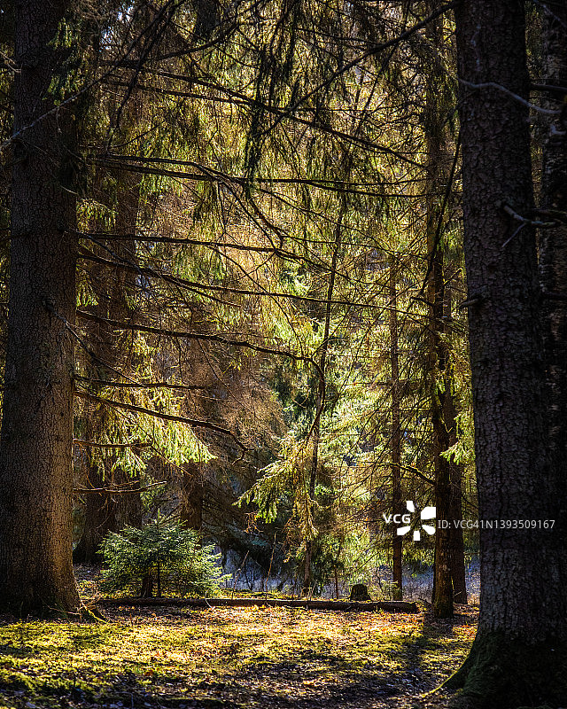 森林空地图片素材