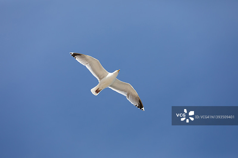 天空中的海鸥图片素材
