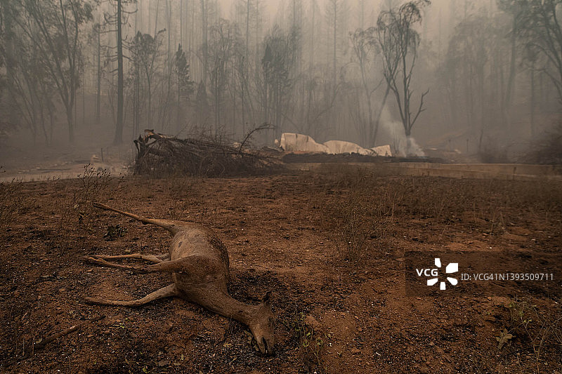 烧焦的鹿遗骸图片素材
