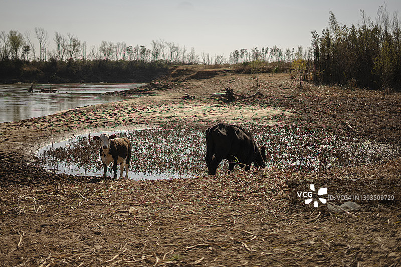牛在水坑里喝水图片素材